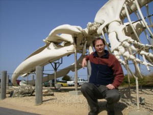 Esqueleto de la ballena azul en Santa Cruz