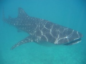 Requin-baleine