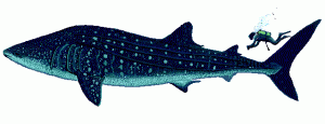Squalo balena ed essere umano a confronto