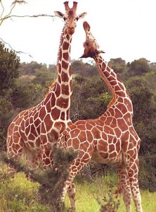 Die Giraffe ist das höchste Tier der Welt