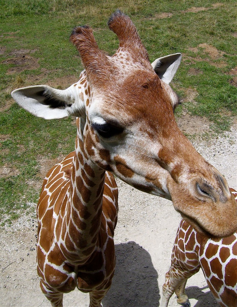 Cette photographie de girafe est par le Hough de Cody de photographe du Michigan