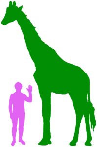 Giraffe And Human