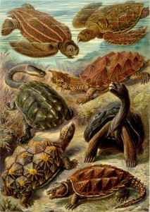 Tipi differenti di tartarughe e di tartarughe - disegni da Haeckel, 1904