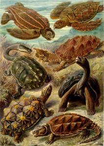 Verschiedene Arten von Schildkröten und von Schildkröten - Zeichnungen von Haeckel, 1904