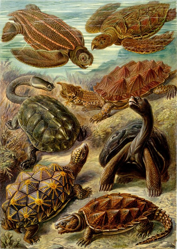 Different Types of Turtles and