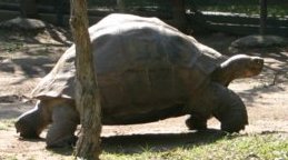Harriet, la tortue longévitale de Galápagos