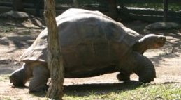Harriet, The Long-Lived Galápagos Tortoise Harriet, The Long-Lived Galápagos Tortoise
