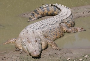 El cocodrilo del agua salada - el reptil más grande del mundo