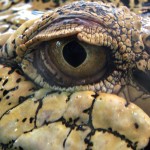 Oeil de crocodile d'eau de mer