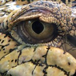 Ojo del cocodrilo del agua salada Ojo del cocodrilo del agua salada
