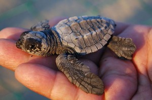 Eine Baby Leatherback-Meeresschildkröte - nur 1% dieser netten Geschöpfe entwickeln sich zu erwachsene Größe