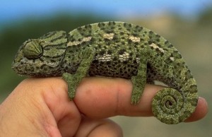 Chameleons are famous for their ability to change color Chameleons are famous for their ability to change color