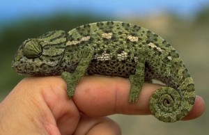 Chameleons are famous for their ability to change color