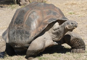 Galapagos Giant Tortoise Geochelone Elephantopus - Photograph by Matthew Field