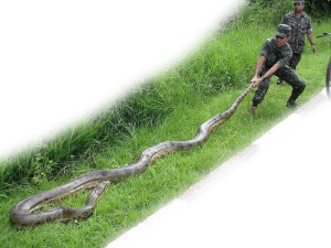 Soldados brasileños que clavan una anaconda con tachuelas verde