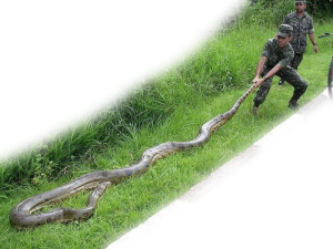 Brasilianische Soldaten, die eine grüne Anakonda anheften