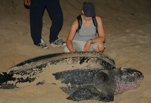 Tortuga de Leatherback que pone los huevos - la tortuga de mar del Leatherback es la tortuga más grande del mundo
