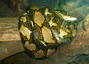 Pitón reticulado en el parque zoológico de Singapur