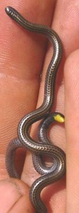 Una serpiente muy pequeña