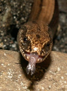 Las serpientes huelen con sus lenguas