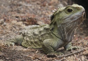 Tuatara - Not a Lizard