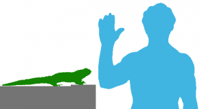 Tuatara ed essere umano Tuatara ed essere umano
