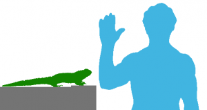 Tuatara et humain