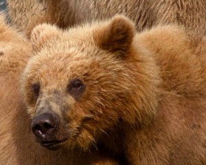 Most bears eat both meat and plants