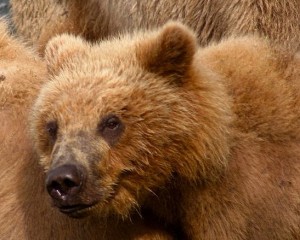 La maggior parte dei orsi mangiano sia la carne che le piante