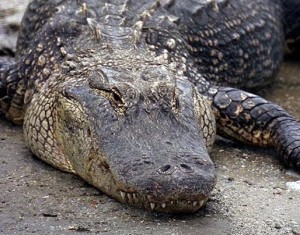 Alligatoren bevorzugen Süßwasser und haben eine breitere Schnauze
