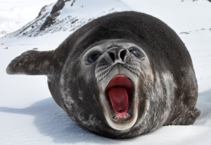 Baby Southern Elephant Seal - Photograph by Serge Ouachée