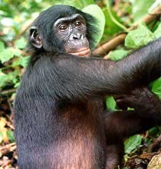Il bonobo, o scimpanzè del nano