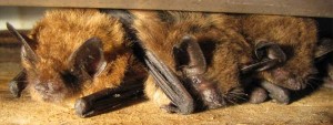 Pipistrelli di Brown che si nascondono - fotografia del pubblico dominio da JIM Conrad