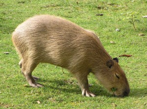 El Capybara es el roedor más grande del mundo - fotografíe por Vojt?ch Hála