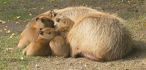 Todas las madres en el cuidado para los bebés del capybara - imagen de la ayuda del grupo por el “Bradypus”