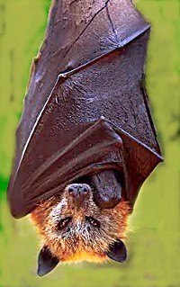 The Giant Golden-Crowned Flying Fox - Picture by Elpidio Latorilla
