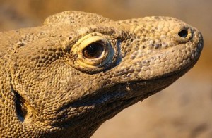 La cara de un dragón de Komodo. Imagen por los esquileos de Trisha
