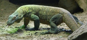 Ein sicherndes Komodowaran