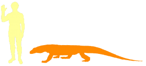 Il drago di Komodo è la più grande lucertola del mondo