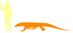 The Komodo Dragon is the World's Biggest Lizard The Komodo Dragon is the World's Biggest Lizard