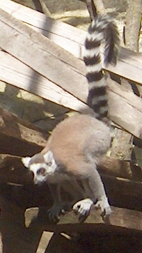 The Ring-Tailed Lemur is one of the noisiest primates