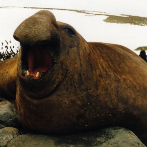 Joint d'éléphant du sud masculin - Photgraph par Bruno Navez