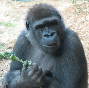 Una gorilla di montagna femminile