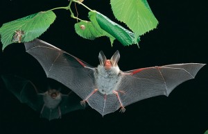 Un credito di foto del pipistrello in volo - Dietmar Nill, biologia di calcolo di PLoS