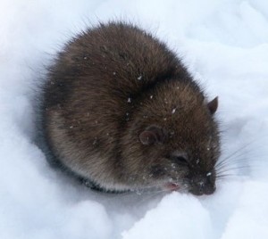 Die Ratte ist ein typisches Nagetier - fotografieren Sie, indem Sie John-auffangen