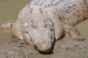 El cocodrilo marino es el reptil más grande del mundo