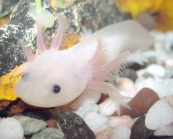 The Axolotl looks very cute! The Axolotl looks very cute!
