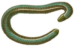 Caecilians-Blick mögen gerade Würmer oder Schlangen!