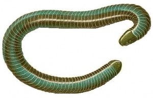 Le sembler de Caecilians comme juste des vers ou des serpents !