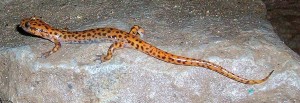 Assomiglia ad una lucertola, ma è più simile ad una rana Assomiglia ad una lucertola, ma è più simile ad una rana